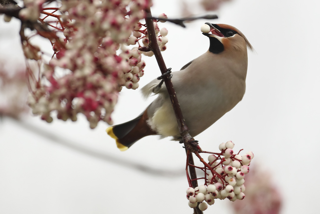 Waxwing Eating Berries