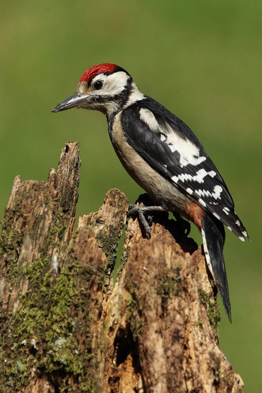 Juvenile Great Spotted Woodpecker