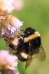 Bee on Thrift