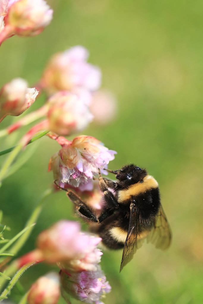 Bee on Thrift