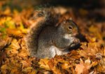 Grey Squirrel In Autumn Leaves