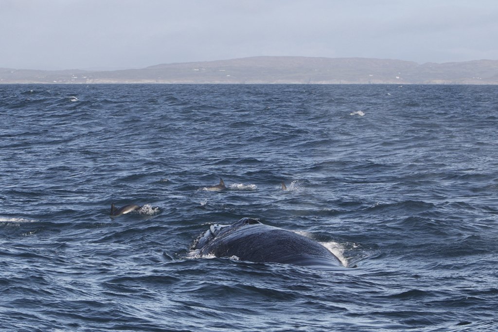 Humpback Whale Fluke