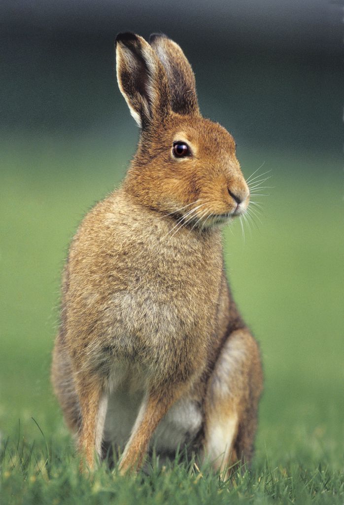 Irish Mountain Hare