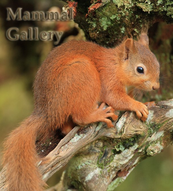 Mammal Gallery