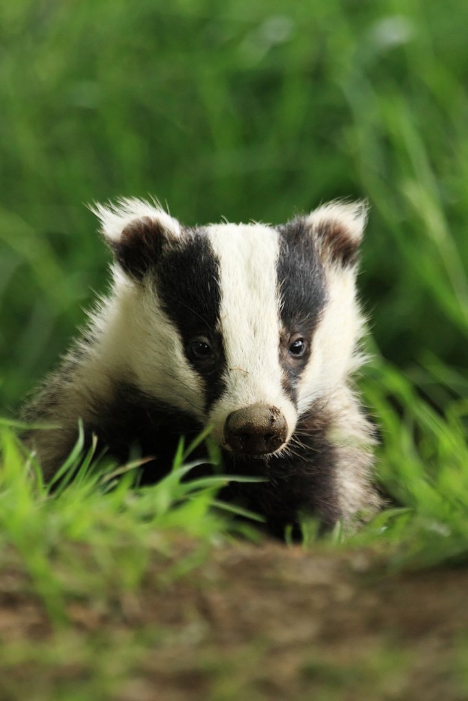 Badger Leaving Sett, Meles meles