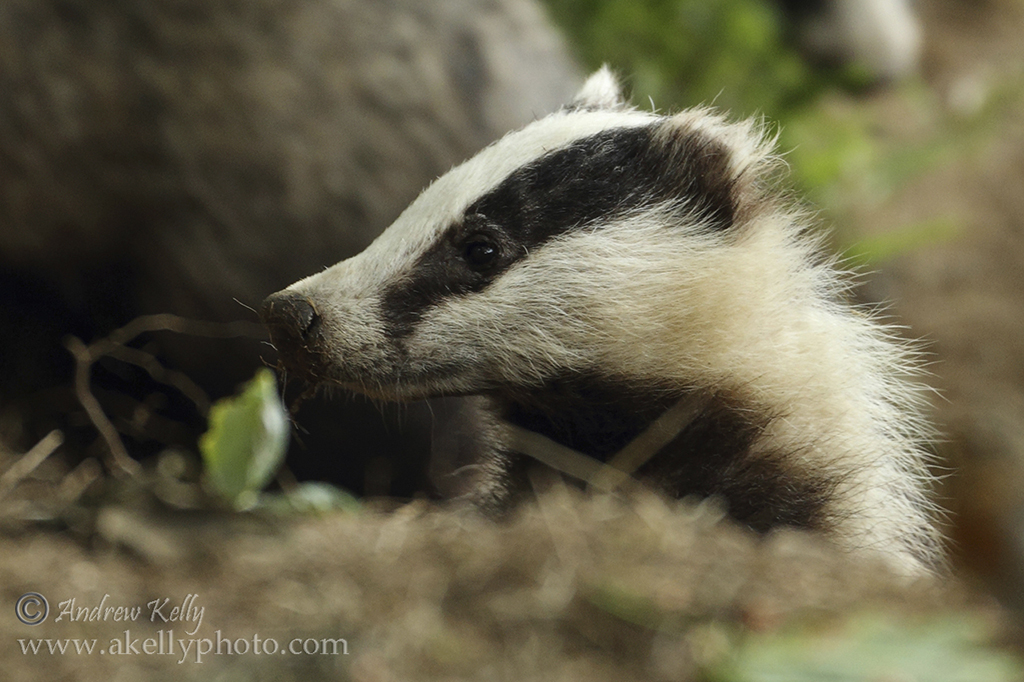 Badger Closeup
