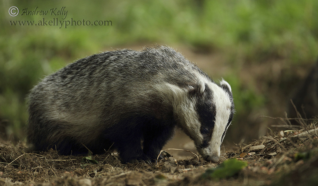 Badger Sniffing