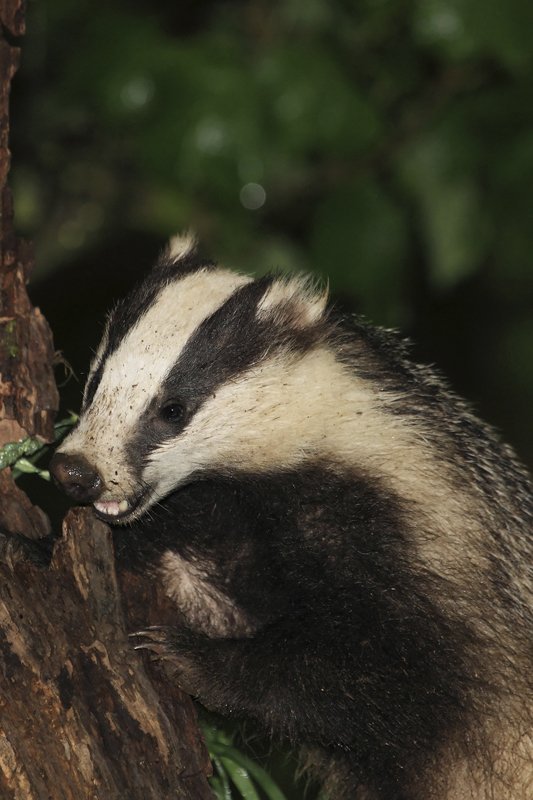 Badger on Tree