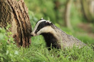 Badger by Tree