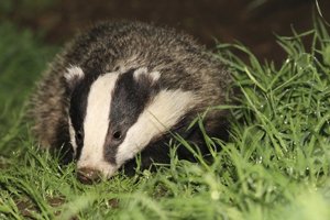 Badger Looking for Food