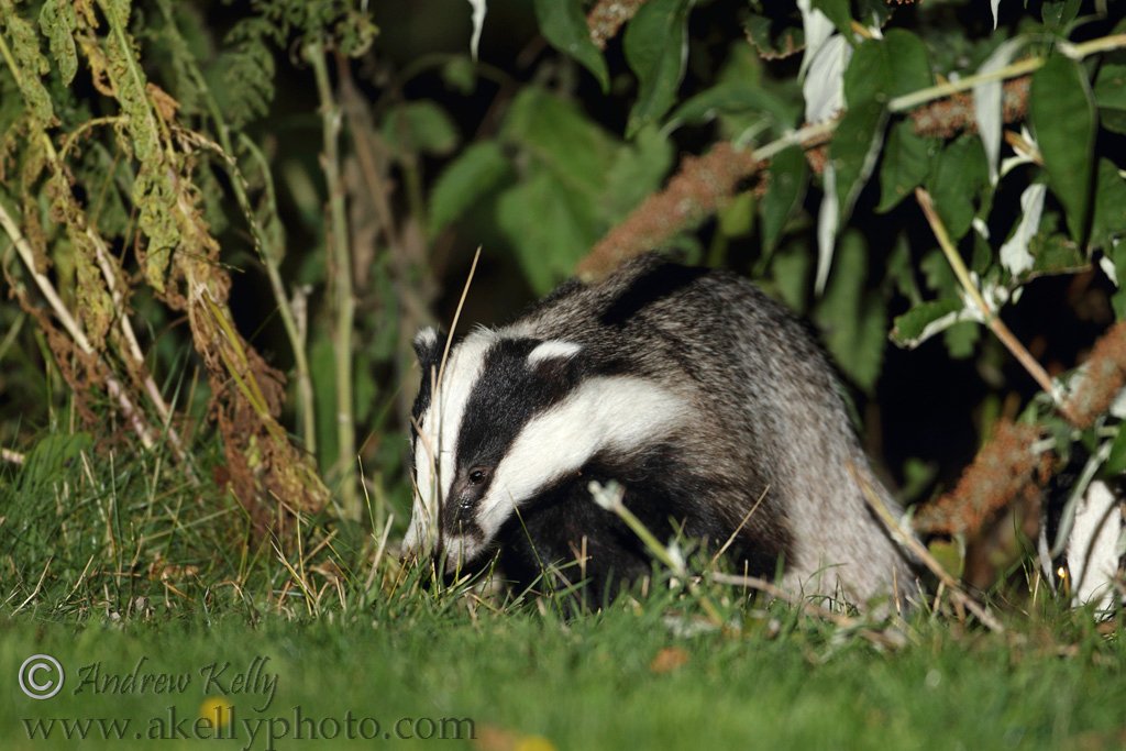 Dublin Park Badgers