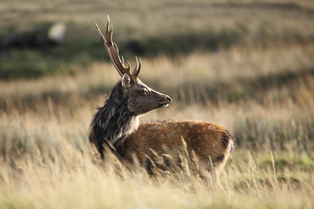 Sika Deer in Glendalough