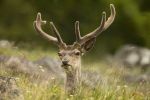 Red Deer in Grass