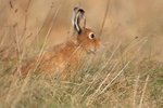 Irish Mountain Hare