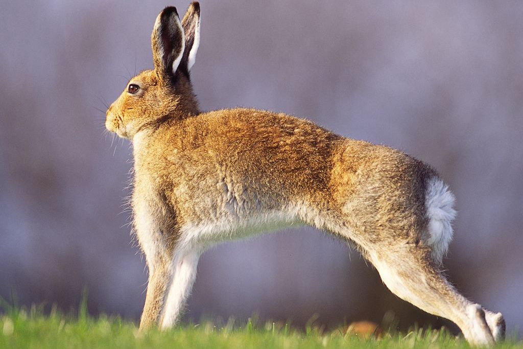 Irish Mountain Hare Stretching