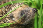 Hedgehog, Nose Pointed Up