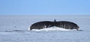 Humpback Whale, Fluke Touching Water