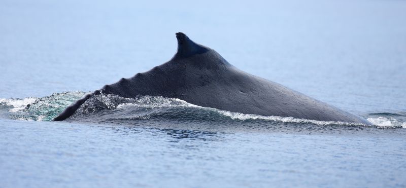 Humpback Whale Showing Dorsal Fin, Megaptera novaeangliae, Gallery One