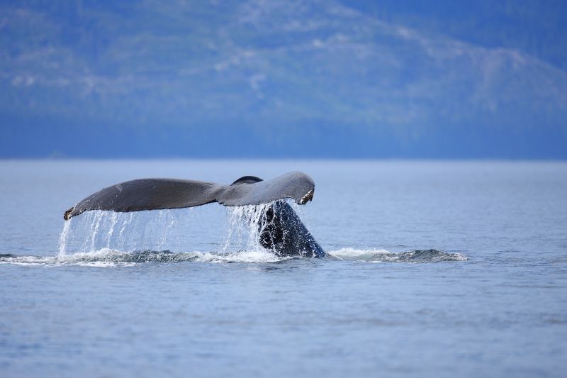 Humpback Whale Diving, Megaptera novaeangliae, Gallery Two