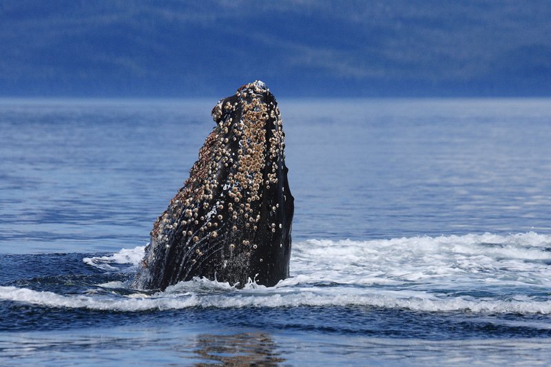 Humpback Whale Raising Head From the Water, Megaptera novaeangliae, Gallery Two