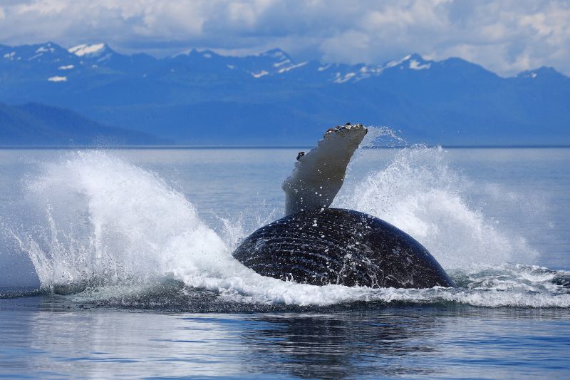 Humpback Whale Breach Exposing Ventral Groves, Megaptera novaeangliae, Gallery One