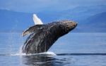 Humpback Whale Gallery One