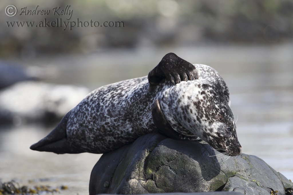 Common Seal Having a Scratch