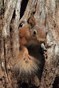 Red Squirrel Sticks Head Out of Hole in Tree