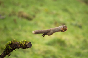Red Squirrel Jumping 