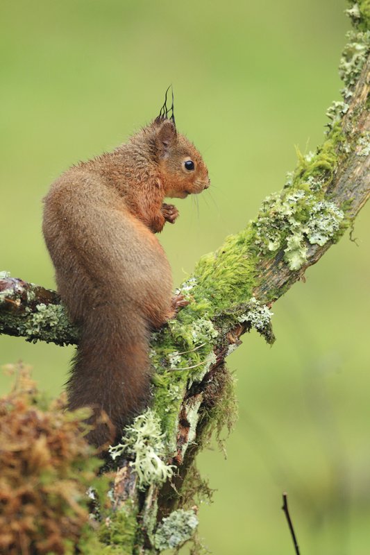 Red Squirrel on Moss & Litchen Branch