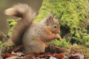 Red Squirrel in Autumn Leaves
