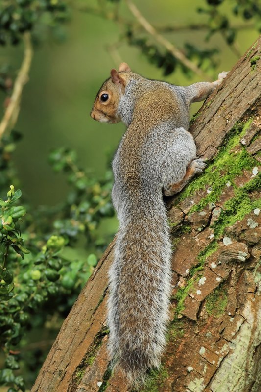 Grey Squirrel, Sciurus carolinensis, in Botanic Gardens