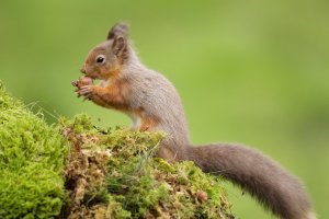 Red Squirrel Eating Hazel Nut