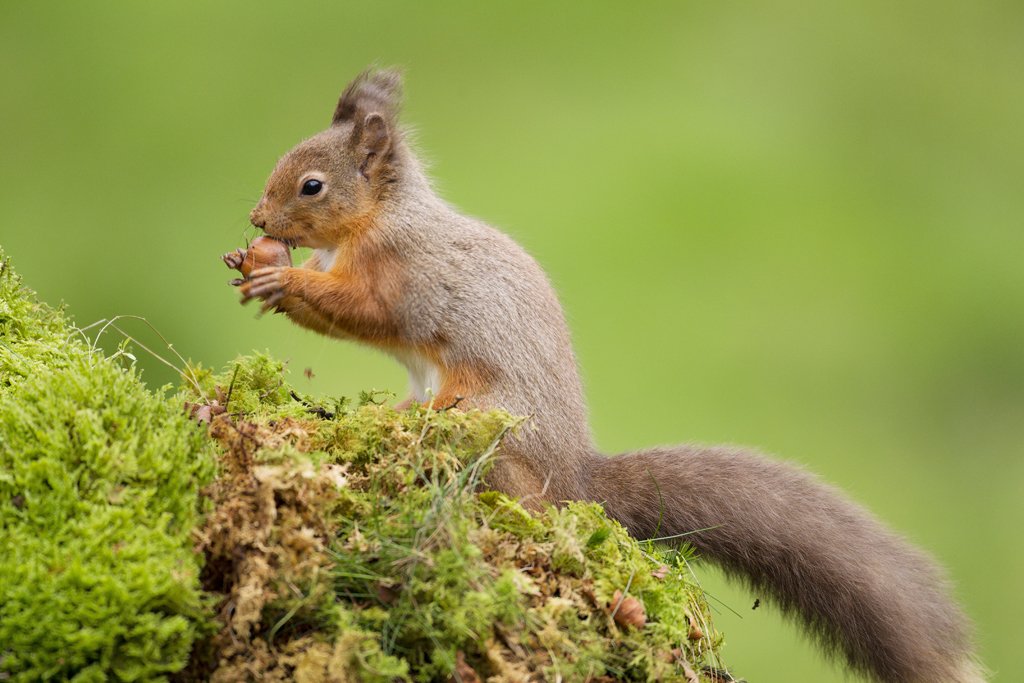 Red Squirrel Eating Hazel Nut