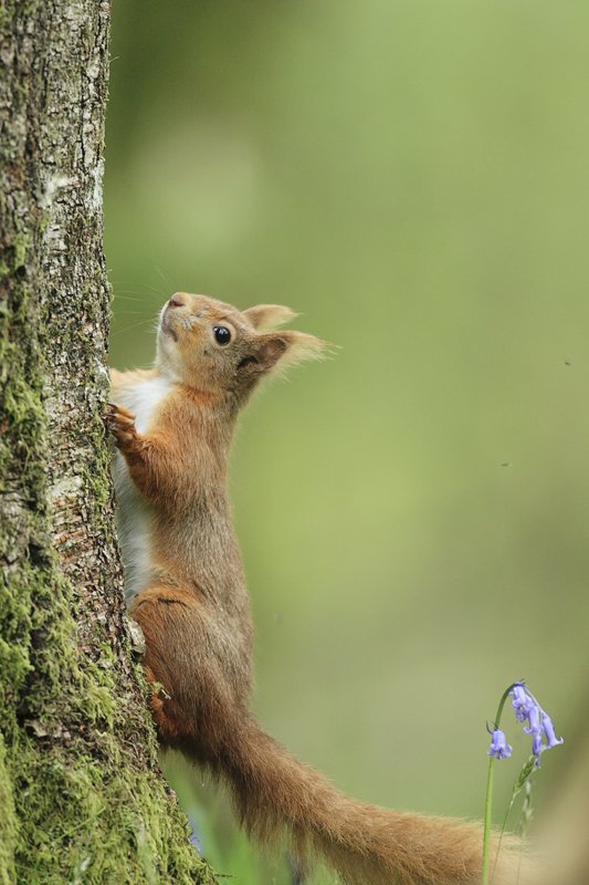 Red Squirrel and Bluebells