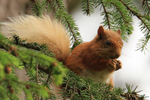 Red Squirrel in Pine Tree
