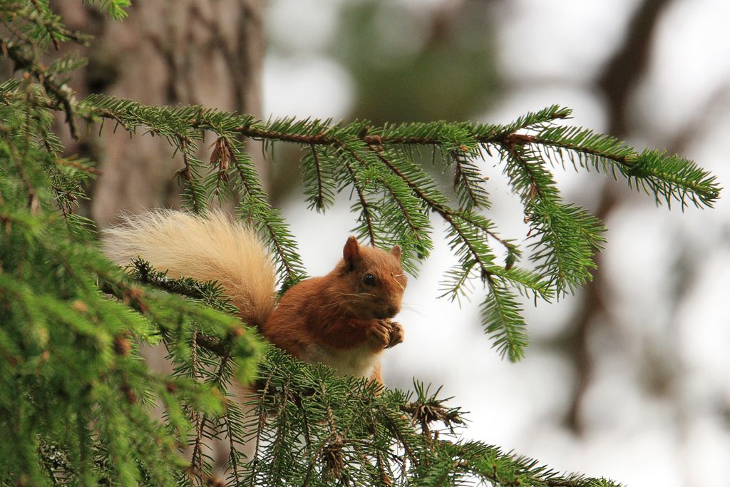 Red Squirrel, Sciurus vulgaris