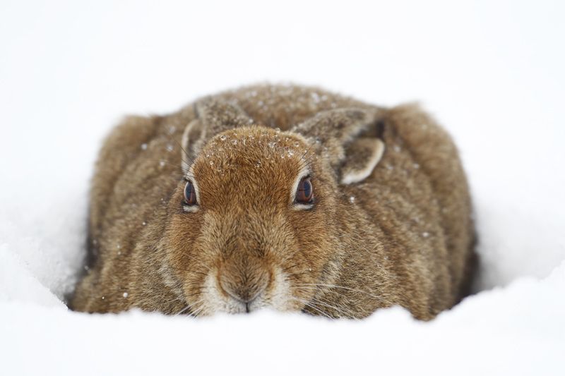 Hare in Snow Form 