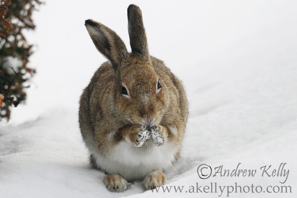 Hare Takes Break After Digging in the snow