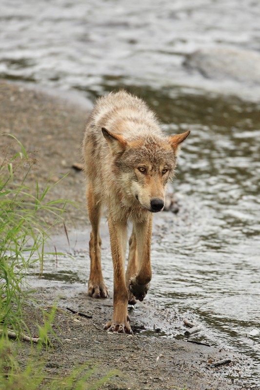 Grey Wolf Walks by River