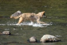Grey Wolf Hunting Salmon Sequcence 2