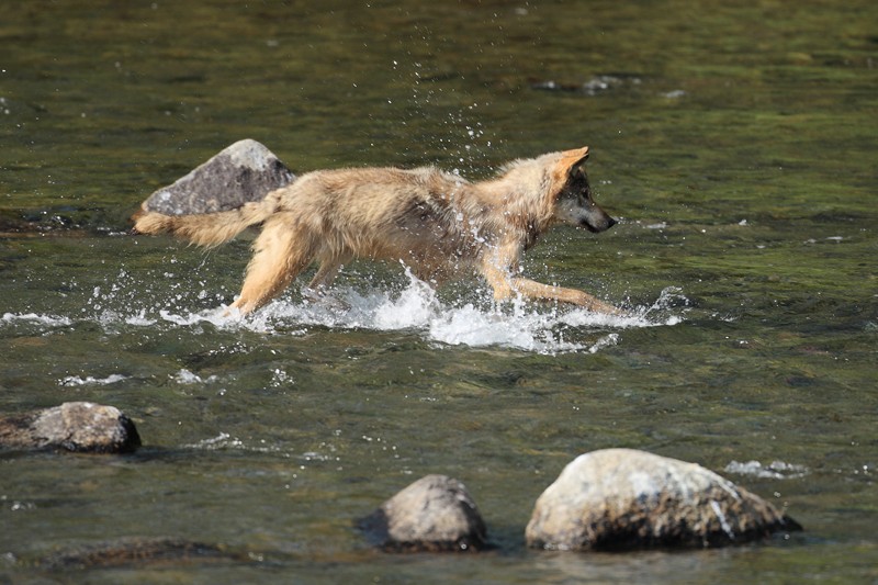 Grey Wolf Hunting Salmon Sequence 2