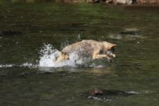 Grey Wolf Hunting Salmon Sequcence 3
