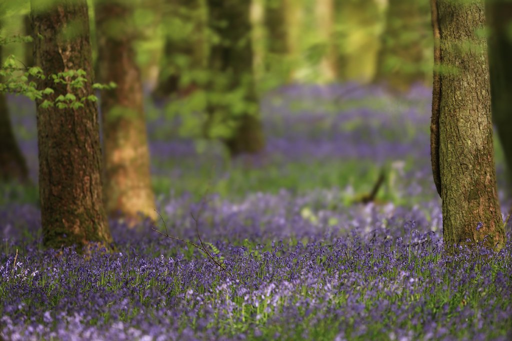 Bluebell Forrest, Vanellus vanellus