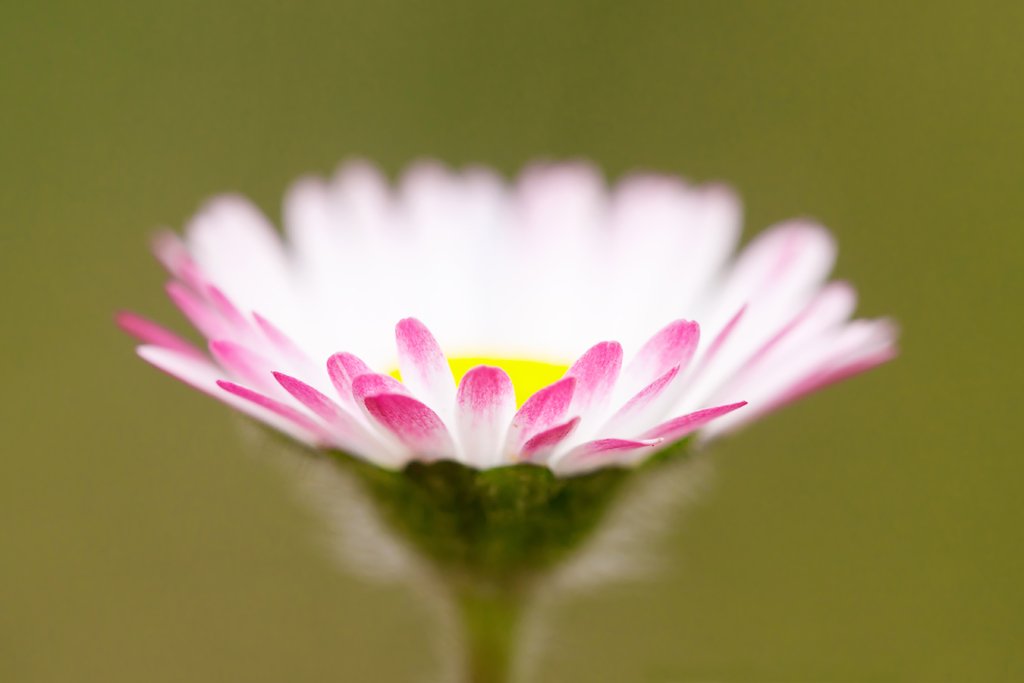 Common Daisy, Bellis perennis 