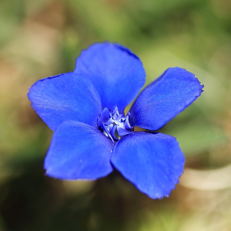 Gentiana verna, Gentiana verna