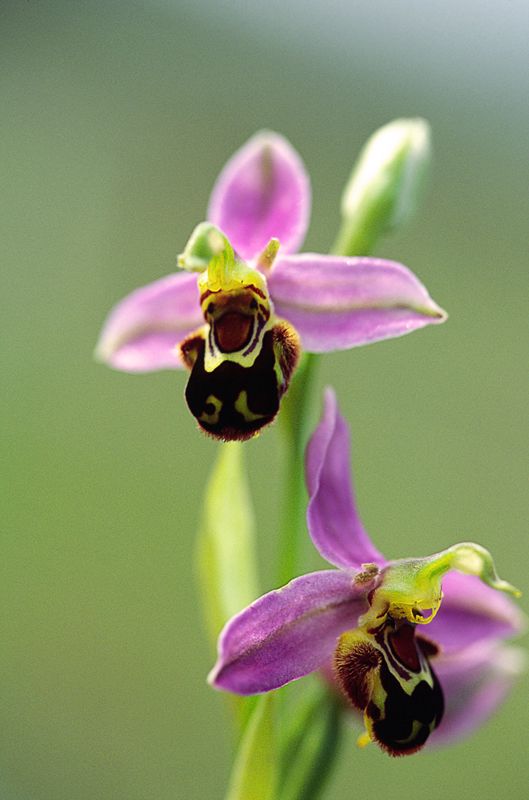 Bee Orchid, The Burren