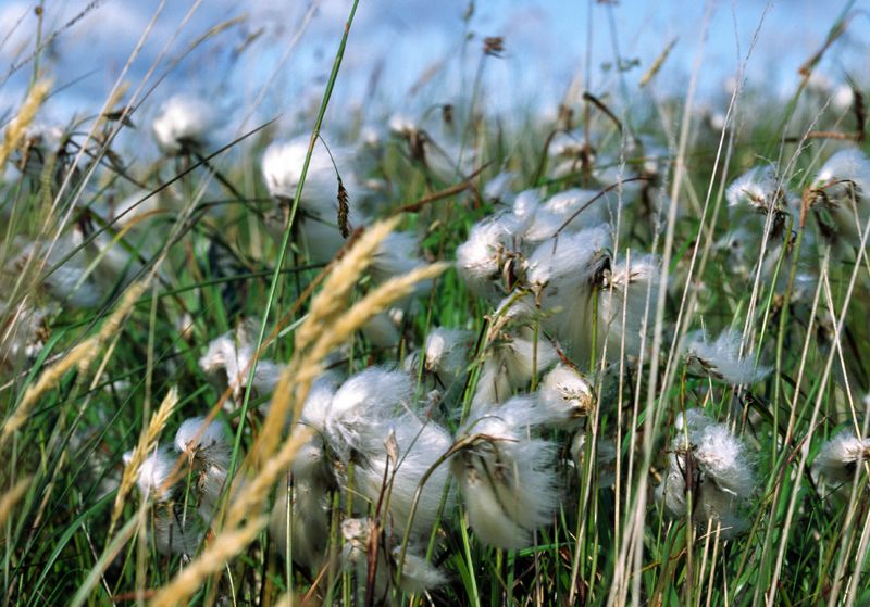 Cotton Meadow