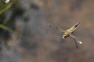 Four-spotted Chaser Flying