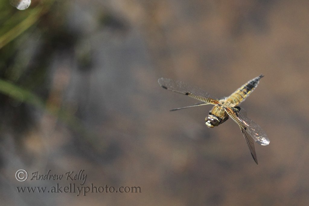 Four-spotted Chaser Flying